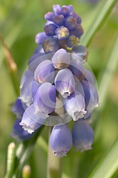 Grape hyacint with green background photo