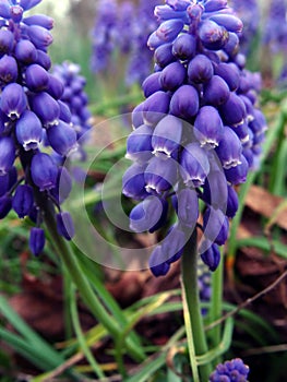 Grape Hyacinth