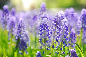 Grape hyacinth