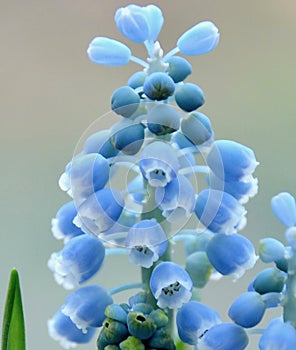 Grape Hyacinth