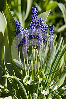 Grape hyacinth