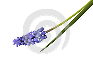 Grape Hyacinth