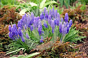 Grape Hyacinth photo