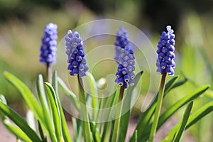 Grape hyacinth