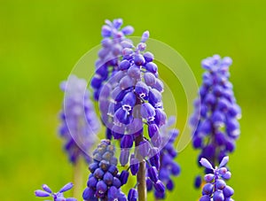 Grape hyacinth