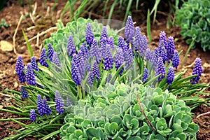 Grape Hyacinth photo