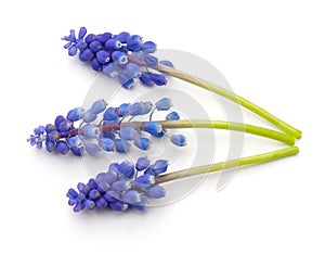 Grape Hyacinth