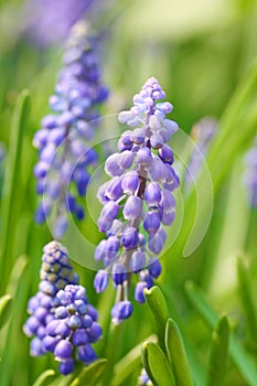 Grape hyacinth