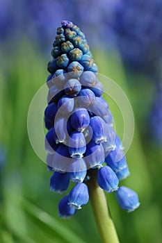 Grape Hyacinth