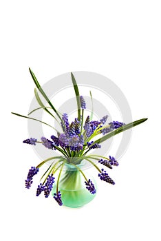 Grape hyacinth