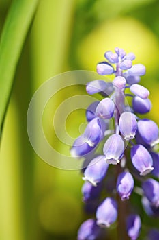 Grape hyacinth