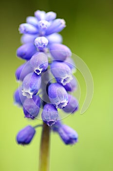 Grape hyacinth