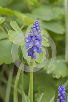 Grape Hyacinth