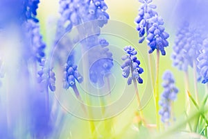 Grape Hyacinth