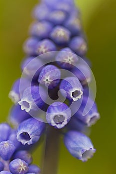 Grape hyacinth