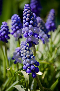 Grape hyacinth