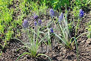 Grape hyacinth