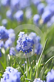 Grape hyacinth alone among the green grass