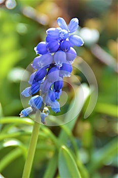 Grape hyacinth with beautifl light macro and details on green background photo