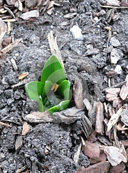 Grape hyacinth birthing