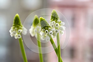 Grape hyacinth in bloom, flowers with buds