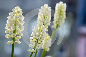 Grape hyacinth in bloom, flowers with buds