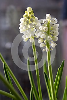 Grape hyacinth in bloom, flowers with buds