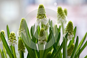 Grape hyacinth in bloom, flowers and buds