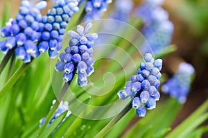 Grape hyacinth