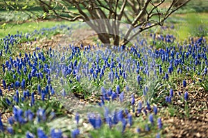 Grape hyacinth blue field in a city park during Spring sunny day