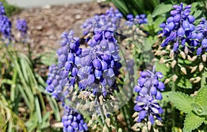 Grape Hyacinth, blue flowers