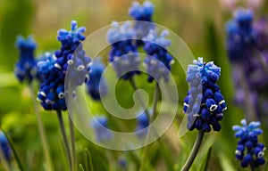 Grape hyacinth, blue muscari - blooming spring flowers in the ga