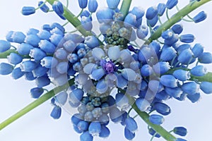 Grape hyacinth bouquet