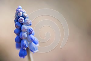 Grape Hyacinth Buds Macro