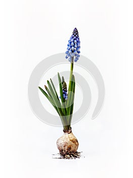 Grape hyacinth with bulb
