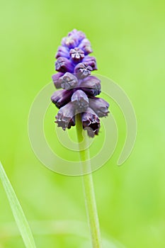 Grape Hyacinth