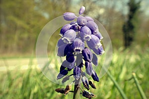 Grape hyacinth on a field