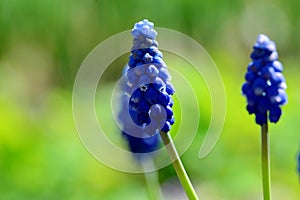 Grape Hyacinth flower