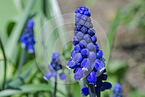 Grape hyacinth flower