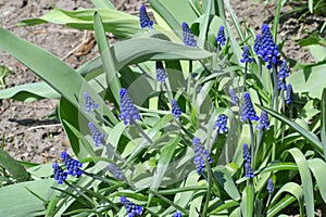 Grape hyacinth flower