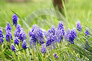 Grape hyacinth flower