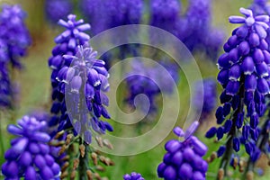 Grape hyacinth flower blue-purplish bloom in spring