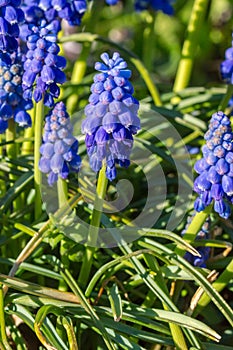 Grape hyacinth flower in the garden