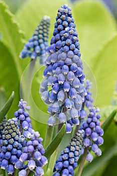 Grape hyacinth in flower with green background