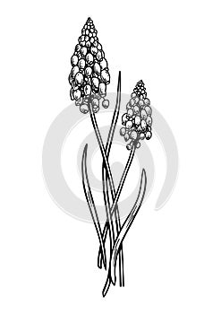 Grape hyacinth flower illustration, drawing, engraving, line art