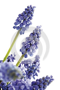 Grape Hyacinth Flower, (Muscari), close-up