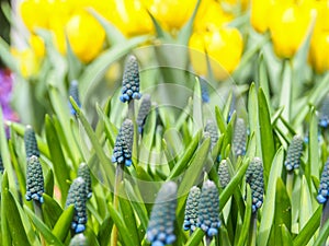 Grape hyacinth flowers