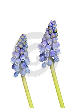 Grape hyacinth flowers