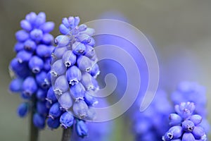 Grape hyacinth flowers