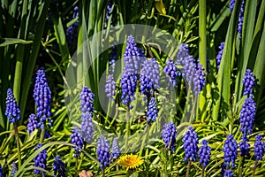 Grape hyacinth flowers in bloom in the April sunshine